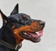 The Most Loyal Dog Breed: Doberman
