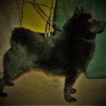 Are Schipperkes A Good Family Dog Breed